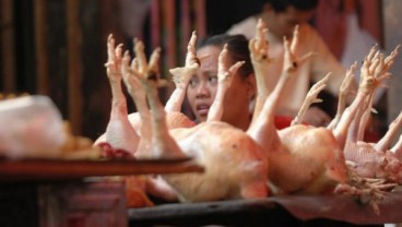 Prospek Ayam Buras Cerah