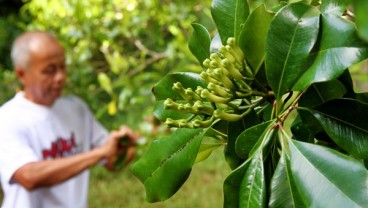 Panen Raya Cengkih di Madiun Dorong Penurunan Harga