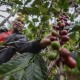 Petani Kopi di Lampung Barat Dapat Bantuan Peremajaan Lahan 500 Ha