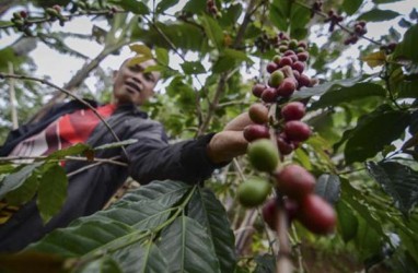 Petani Kopi di Lampung Barat Dapat Bantuan Peremajaan Lahan 500 Ha