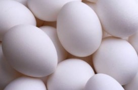 Harga Telur dan Ayam Terus Naik, Pemerintah Diminta Turun Tangan