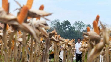 Kementan Gaet Kontrak Penambahan 2,6 Juta Ha Areal Tanam Baru untuk Jagung