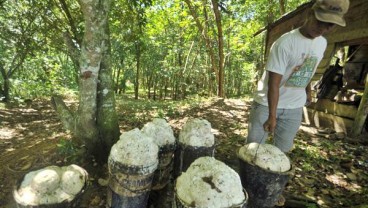 Harga Karet Rebound, Dipicu Kekhawatiran Pasok Thailand