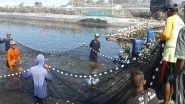 Petambak di Kulonprogo Panen Dini Siasati Gelombang Tinggi