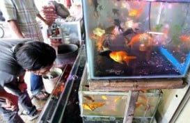 BKIPM Semarang Rangkul Pedagang Ikan Hias