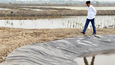 Panen Petambak Muara Gembong Meningkat