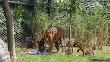 Imutnya Tingkah Tiga Anak Harimau Kembar Ini saat Memakan Daging untuk Pertama Kalinya