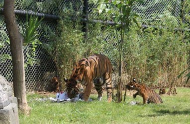 Imutnya Tingkah Tiga Anak Harimau Kembar Ini saat Memakan Daging untuk Pertama Kalinya
