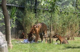 Imutnya Tingkah Tiga Anak Harimau Kembar Ini saat Memakan Daging untuk Pertama Kalinya