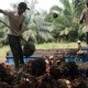 Petani Sawit Riau Ingin Penerapan Satu Harga