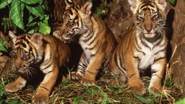 Populasi Harimau Sumatra Tinggal 600 Ekor