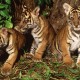 Populasi Harimau Sumatra Tinggal 600 Ekor