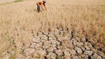 Kekeringan, Petani Diimbau Tunda Penanaman Padi