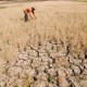 Kekeringan, Petani Diimbau Tunda Penanaman Padi