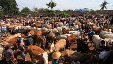 Cegah Penyakit Ternak Baru, Kementan Gandeng FAO