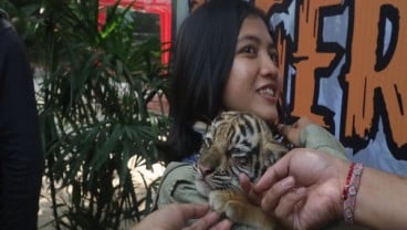 Ini Nama 3 Anak Harimau Koleksi Kebun Binatang Mangkang