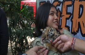 Ini Nama 3 Anak Harimau Koleksi Kebun Binatang Mangkang