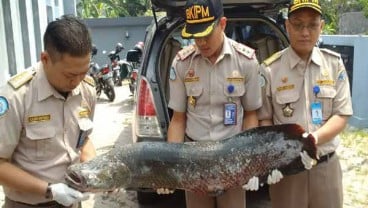 BKIPM Semarang Amankan 36 Ikan Invasif