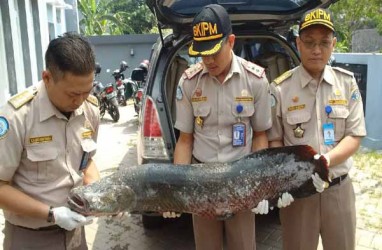 BKIPM Semarang Amankan 36 Ikan Invasif