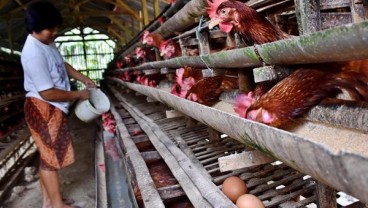 Begini Harga Telur Berimbas ke Inflasi Jateng