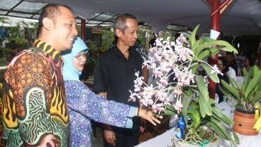 Festival Anggrek Vanda Tricolor, Ini Rangkaiannya