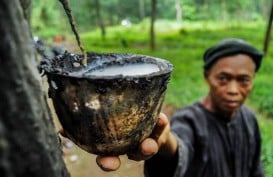 Penyakit Gugur Daun Turunkan Produksi Karet Kebun Terimbas