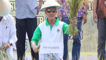 Palembang Pertahankan Keberadaan Sawah Lebak