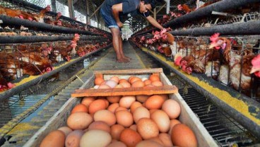 Jaga Stabilitas Harga, BI Kediri Bina Peternak Ayam Petelur