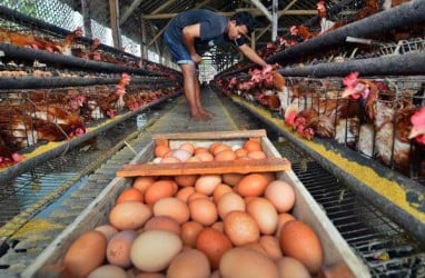 Jaga Stabilitas Harga, BI Kediri Bina Peternak Ayam Petelur