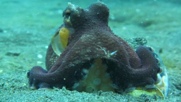 Jiwa Meleleh di Selat Lembeh