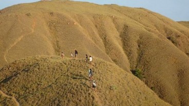 Kebakaran Gili Lawa Tak Pengaruhi Habitat Komodo, tapi Ganggu Habitat Rusa