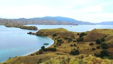 Terbakar, Butuh Berbulan-bulan untuk Tumbuhkan Savana di Gili Lawa Taman Nasional Komodo