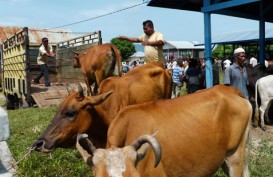 Idul Adha, Bali Sudah Kirim Sapi Kurban 97% Dari Kuota