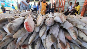 Lelang Ikan di Pekalongan Terimbas Cuaca & Izin Melaut