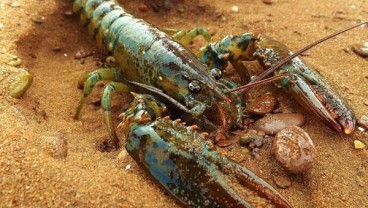 BKIPM Lepasliarkan 29.600 Benih Lobster 