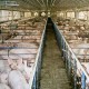 Flu Babi Afrika Berpotensi Menyebar, China Perketat Inspeksi Peternakan Hewan