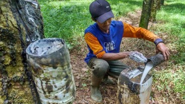 Penguatan Minyak Mentah Dorong Reli Harga Karet