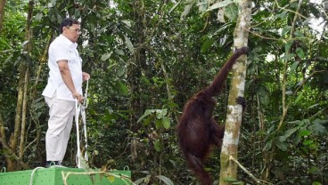 Pupuk Kaltim Bersama Balai Taman Nasional Kutai dan BKSDA Lepasliarkan Orang Utan