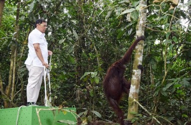 Pupuk Kaltim Bersama Balai Taman Nasional Kutai dan BKSDA Lepasliarkan Orang Utan