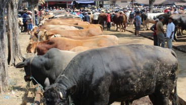 Harga Sapi di Boyolali Naik Rp2 Juta Dinilai Masih Wajar