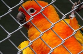 Penangkar Burung Kicau Keberatan Peraturan Menteri KLH Terbaru