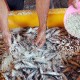 Cuaca Pengaruhi Industri Ikan Asin Probolinggo