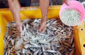 Cuaca Pengaruhi Industri Ikan Asin Probolinggo
