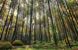 Dukung Agroforestri, Pemprov Gorontalo Siapkan Benih Pohon Pinus