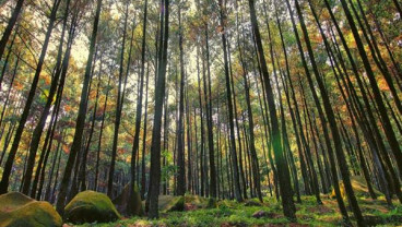 Dukung Agroforestri, Pemprov Gorontalo Siapkan Benih Pohon Pinus