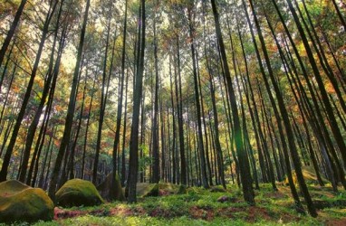 Dukung Agroforestri, Pemprov Gorontalo Siapkan Benih Pohon Pinus