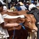 Madiun Jamin Sapi di Wilayahnya Bebas Antraks