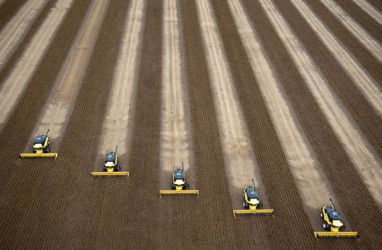 Petani Brasil Ganti Tanaman Tebu jadi Kedelai untuk Pasar China