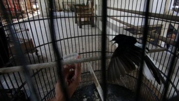 Pedagang Burung di Madiun Keberatan Aturan Menteri LHK