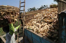 Stok Petani Jagung di Malut Melimpah Akibat Tak Terjual